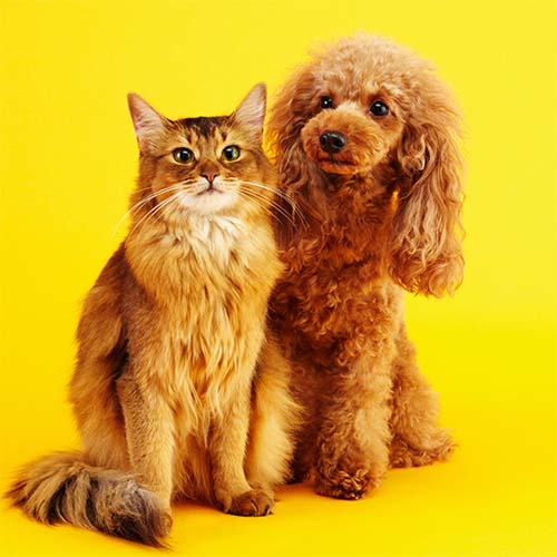 pet relocation